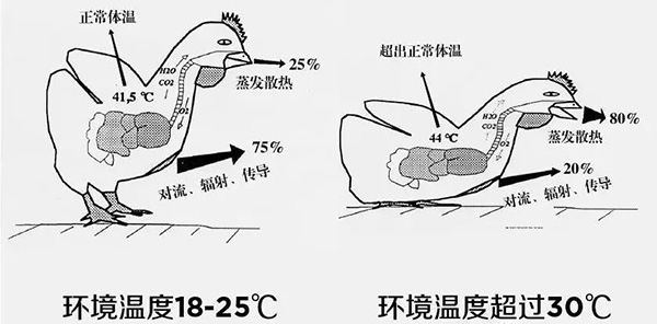 《夏日炎炎，如何為動(dòng)物防暑、降溫》